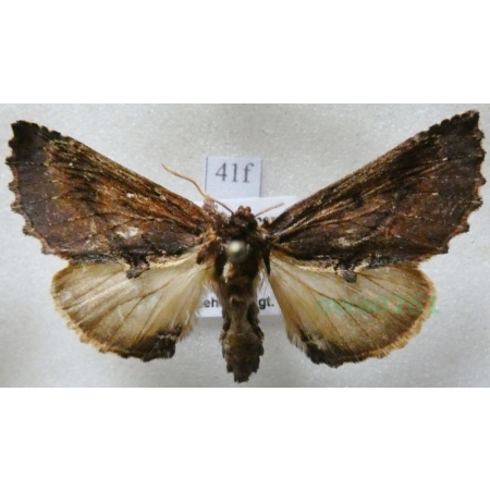 Ptilodon capucina (Linnaeus, 1758) male Wiechetka wielbłądka Czech41f